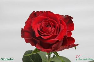 ROSE GLADIATOR 50